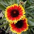 Gaillardia grandiflora